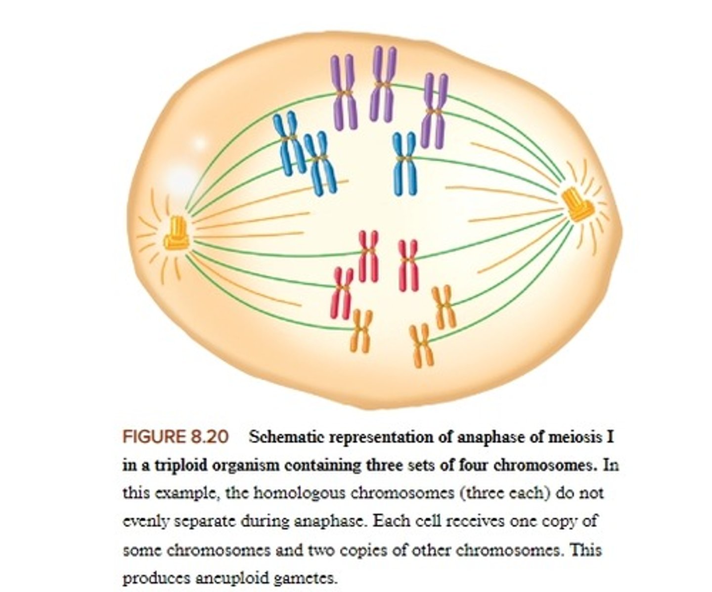 <p>During meiosis in a triploid individual, the homologs cannot pair properly. <mark data-color="yellow" style="background-color: yellow; color: inherit">This results in highly aneuploid gametes, which are usually nonviable</mark>. Also, if aneuploid gametes participate in fertilization, the offspring are usually nonviable.<br><br>in agriculture, an advantage of triploidy in plants is that the plants are often seedless</p>