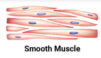 <p>Muscle found in blood vessels and organs, responsible for involuntary movements.</p>