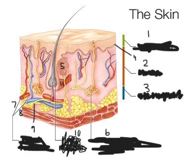 <p>Identify all 11 structures.</p>