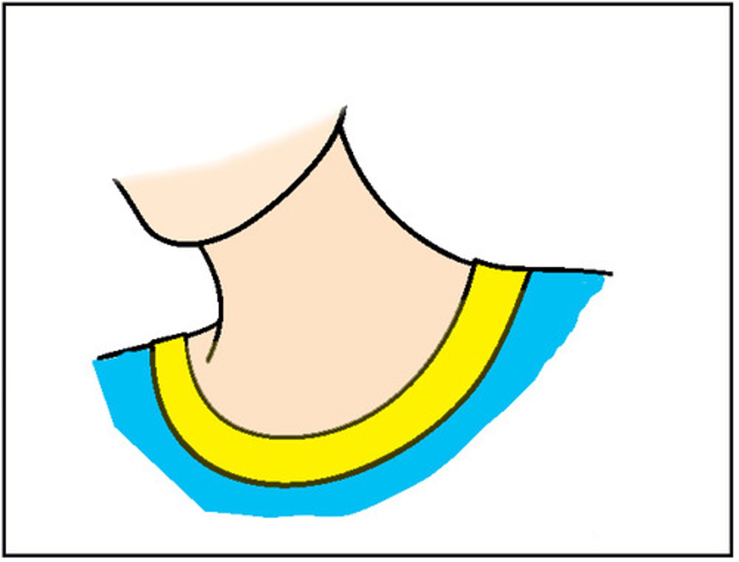 <p>neck</p>