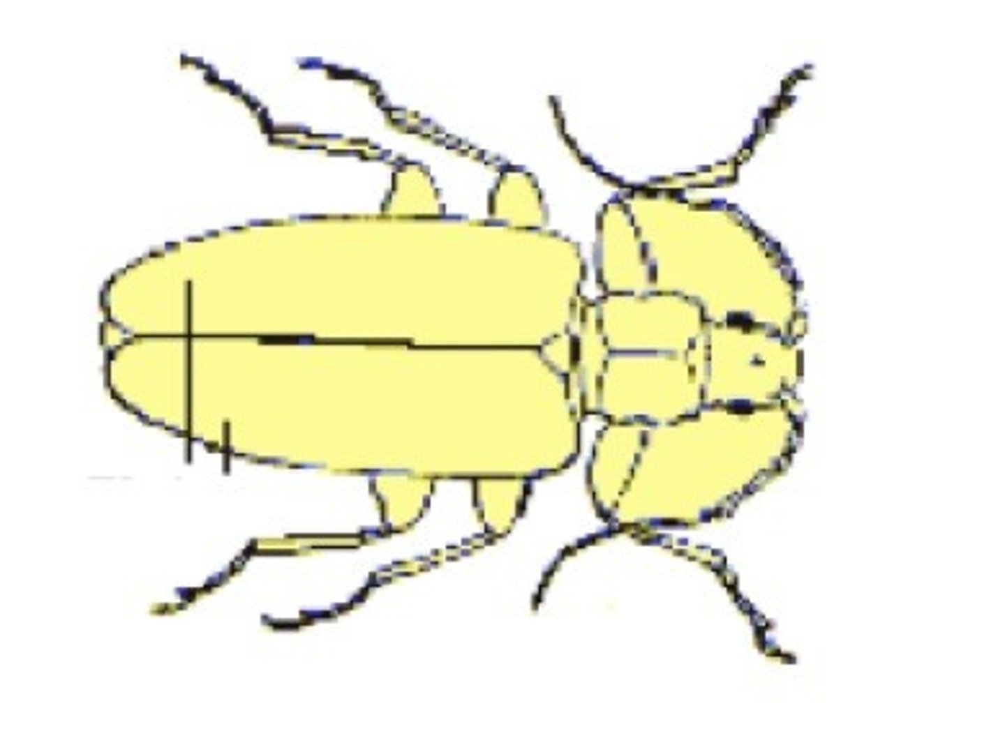 <p>_______________ hard, sclerotized front wings that</p><p>serve as protective covers for membranous hind wings (Coleoptera and Dermaptera)</p>