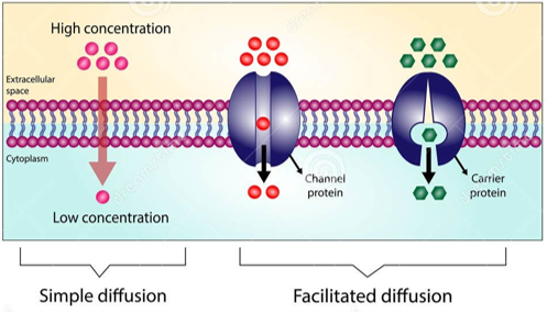 <p>some small molecules move across the cell membrane without input of energy; may require transport proteins</p>