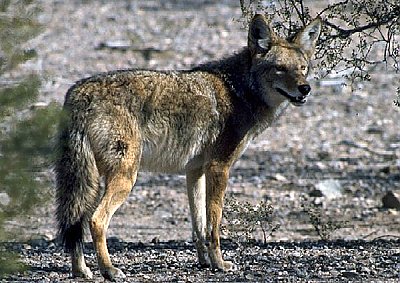 <p>Family Canidae</p><p>Coyote: Black tipped tail. Pointed ears. Grayish-brown, yellow hide.</p>