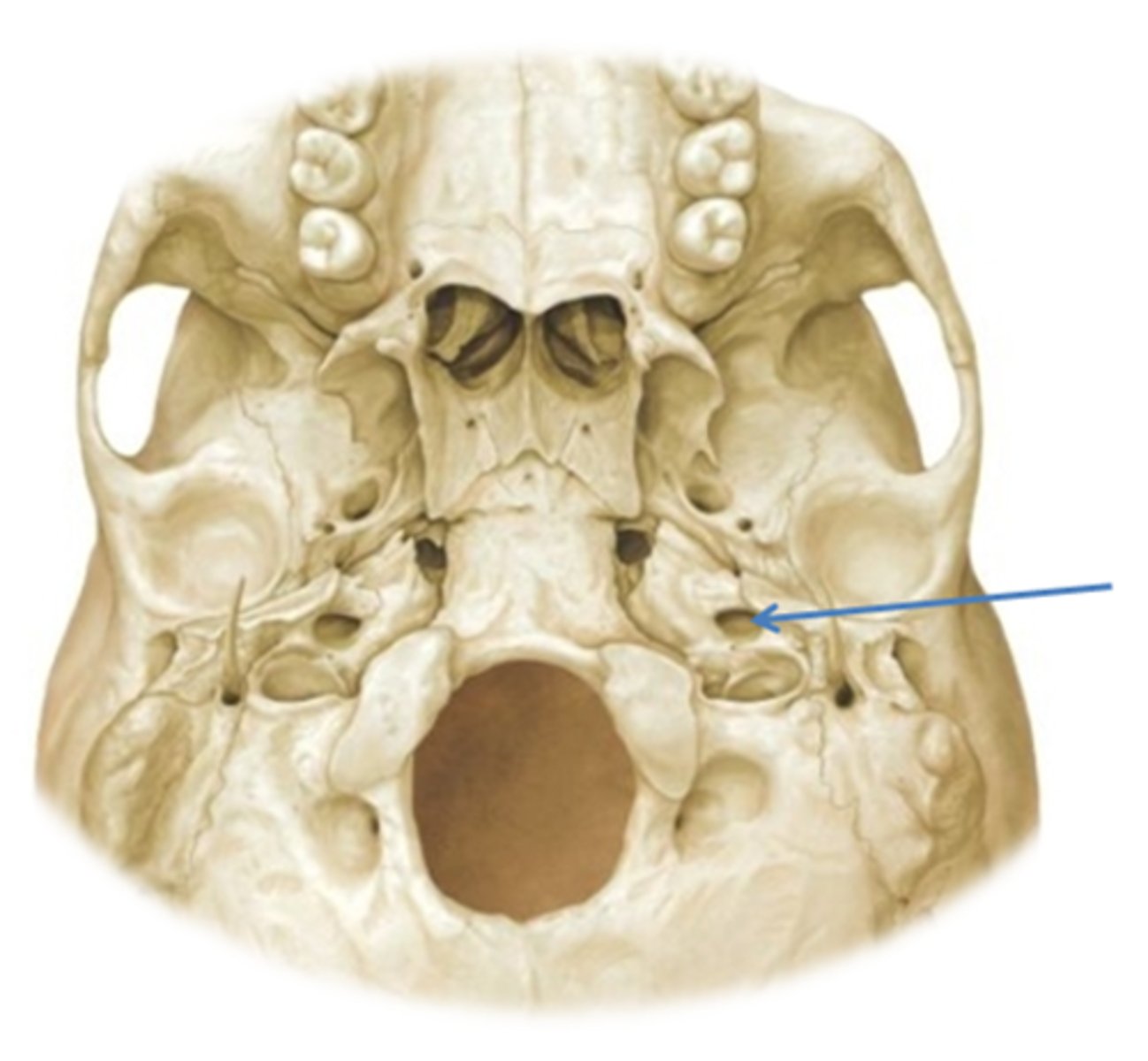 knowt flashcard image