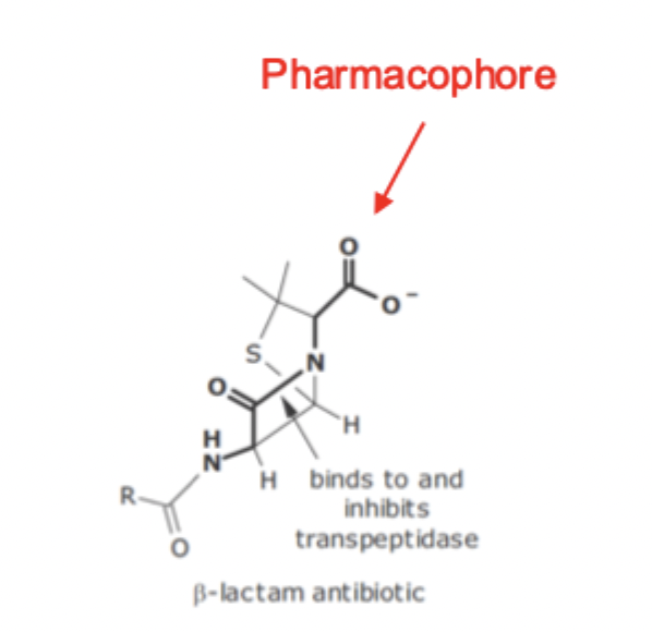 <p>B - Lactam Antibiotics SAR</p>