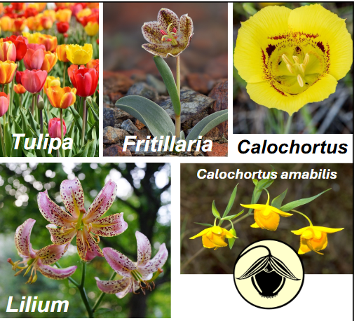 <p>Liliaceae</p>