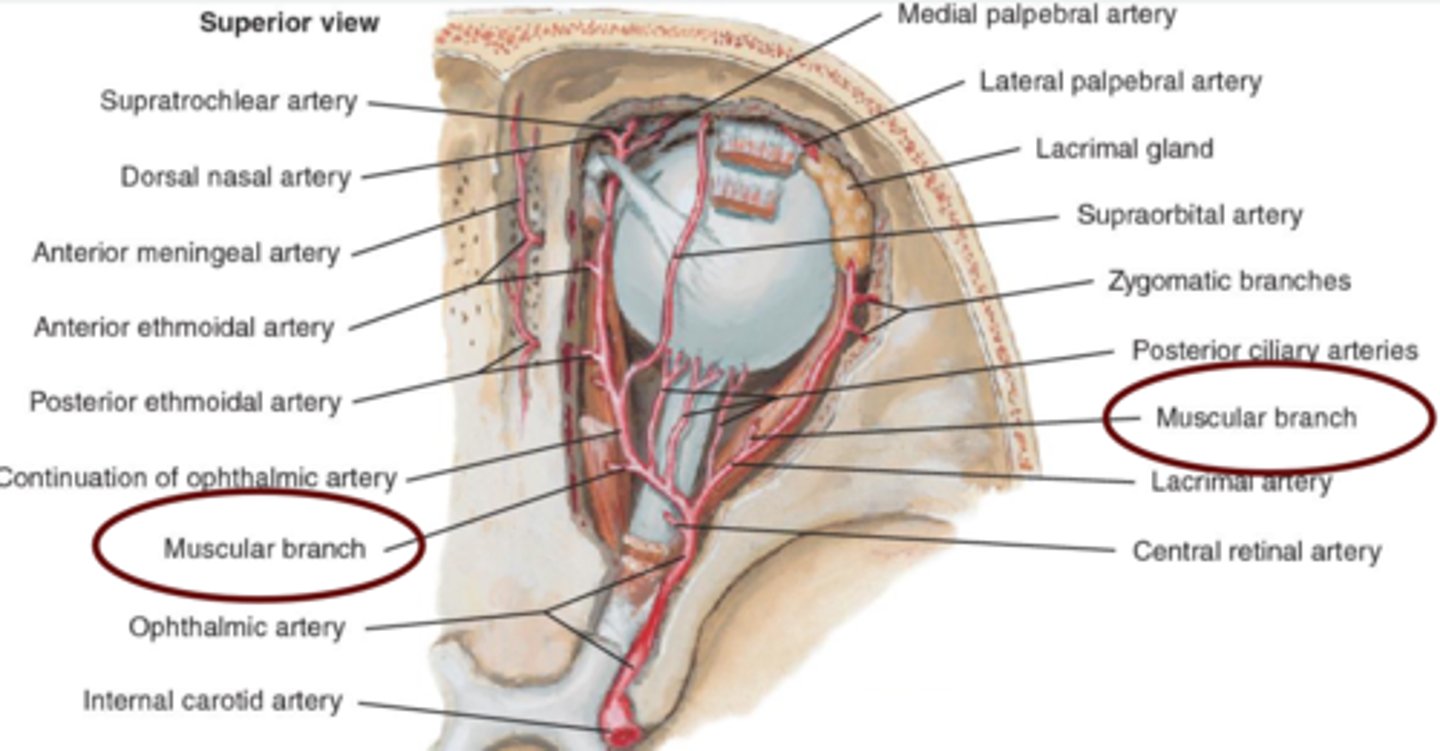 <p><strong>superior</strong> artery.</p><p></p><p>supplies <strong>LR, SR, SO, and Levator</strong> muscles.</p>