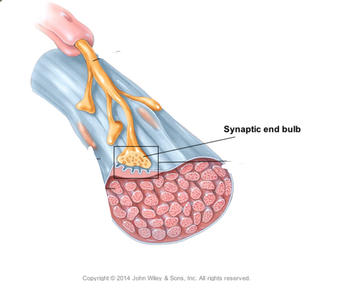 <p>expanded end and surface area of the neuron </p>