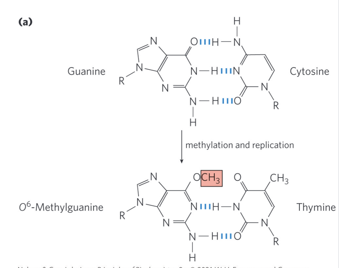 <ul><li><p>O<sup>6</sup>-methylguanine = a modified nucleotide that forms in the presence of alkylating agents</p></li><li><p>common and highly mutagenic lesion</p></li><li><p>tends to pair w/ thymine rather than cytosine</p><ul><li><p>if left unrepaired, T will base pair w/ A in the next cycle (AT mutation)</p></li></ul></li><li><p>eg. cigarette smoke, moldy peanuts, burnt meat</p></li></ul><p></p>