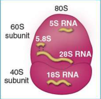 <p>28S, 18S, and 5.8S rRNAs gens in nucleolus → 28S, 18S, and 5.8S rRNAs transcribed by RNA polymerase I in one unit = 45S → processed into 18s rRNA of 40S (small) subunit and 28S and 5.8S rRNAs of the 60S (large) subunit</p><p>RNA polymerase III transcribes the 5S rRNA → 60S subunit</p><p>40S + 60S join during protein synthesis to form the whole 80S ribosome</p>