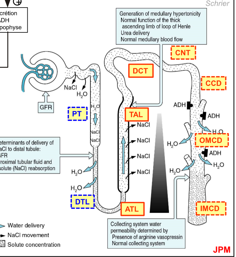 <ul><li><p><strong>Proximaler Tubulus</strong> → <strong>Resorption</strong> von Wasser &amp; Salz → Osmolalität bleibt gleich</p></li><li><p><strong>DTL</strong> (descending thin limb) → <strong>Resorption</strong> von Wasser → Osmolalität steigt</p></li><li><p><strong>ATL</strong> (ascending thin limb) &amp; <strong>TAL</strong> (thick ascending limb) → <strong>wasserundurchlässig</strong>, Resorption von Salz → Osmolalität sinkt</p></li><li><p><strong>DCT</strong> (distal convoluted tube) → <strong>wasserundurchlässig</strong></p></li><li><p><strong>CNT</strong> &amp; <strong>CCD</strong> (cortex collecting duct)</p><ul><li><p>wasserundurchlässig <strong>ohne Vasopressin</strong> → Osmolalität sinkt → <strong>verdünnter Urin</strong></p></li><li><p>Resorption von Wasser <strong>mit Vasopressin</strong> → Osmolalität steigt → <strong>konzentrierter Urin</strong></p></li></ul></li></ul>