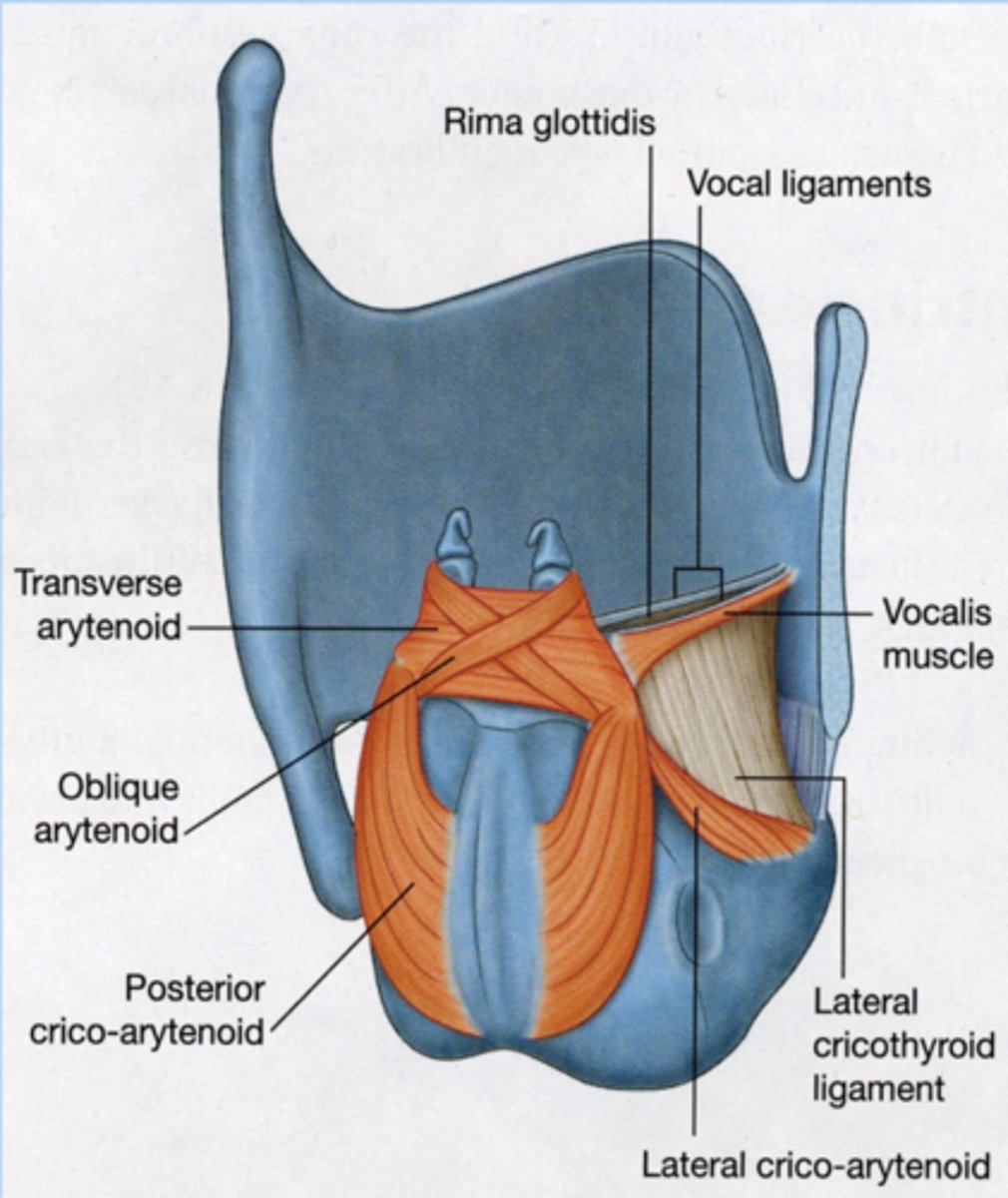 <p>- lateral cricoarytenoid</p><p>- transverse arytenoid</p><p>- oblique arytenoid</p>