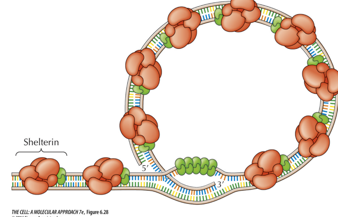 <p>Telomere (photo)&nbsp;</p>