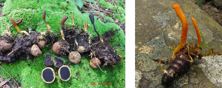 <p>Parasites of insects (entomopathogens)</p><p>nematodes or ascocarps (hypogenous) fungi</p>