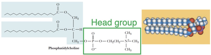 <p>The phosphate, together with such esterified entities. </p>