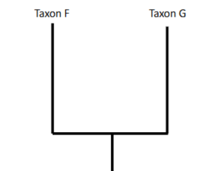 <p>What kind of group is this picture? ( Mono, para, poly-phyletic groups)</p>