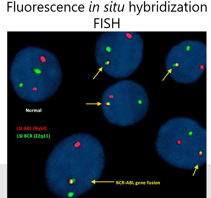 <ul><li><p><strong>Cytogenetics</strong>: branch of genetics and biology concerned with chromosomal behavior</p></li><li><p><strong>FISH</strong>: a molecular cytogenetic technique that allows the localization of a specific DNA sequence or an entire chromosome in a cell</p><ul><li><p>for Philadelphia Chromosome: tag both chromosome with different fluorescence molecules and take multiple pictures of translocation</p></li></ul></li></ul>