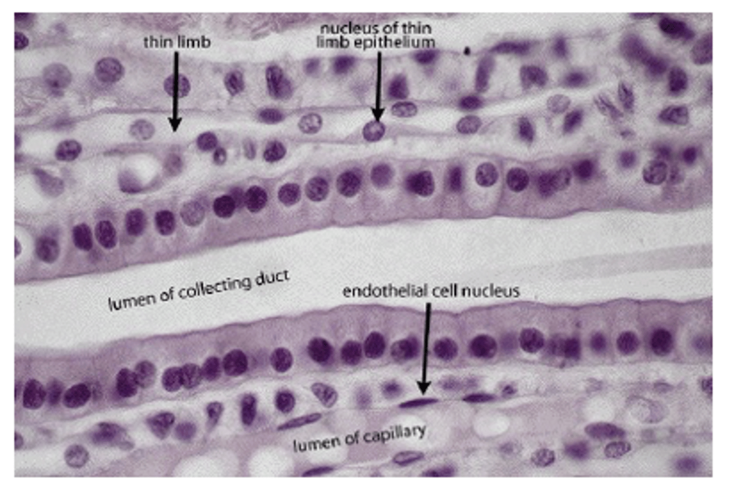 <p>How is the plasma membrane seen under light microscopy?</p>