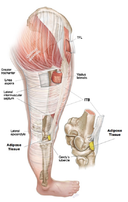 <p>Iliotibial Band (ITB)</p>