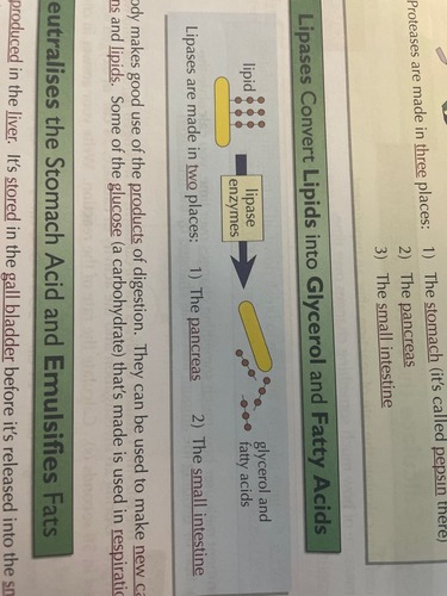 <p>Lipase converts lipids into glycerol and fatty acids</p>