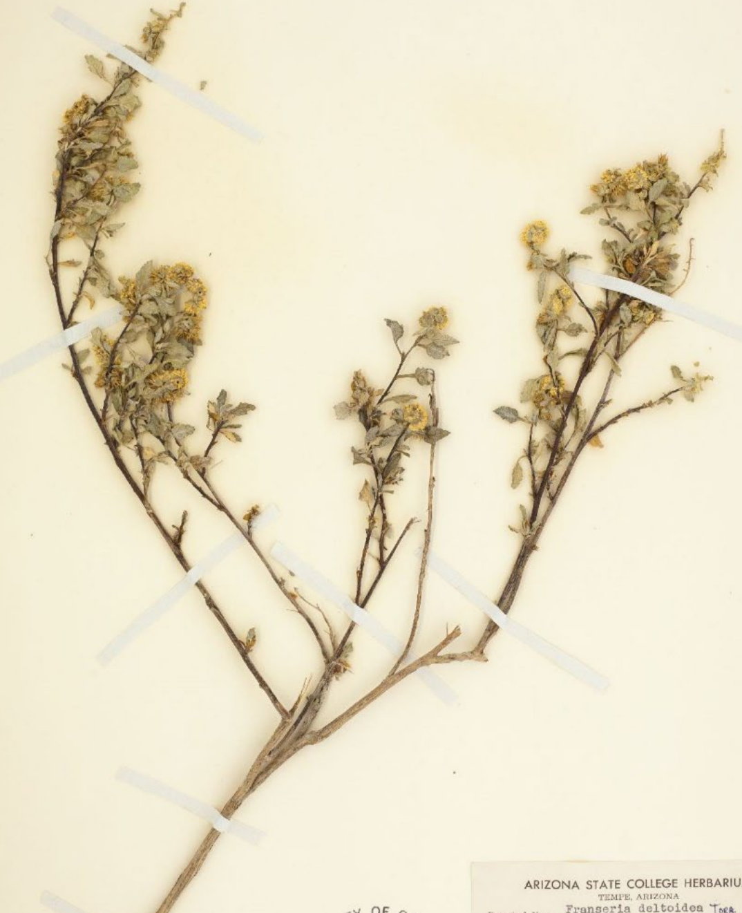 <p>Gray-green, triangular leaves. Female part below (bur with long bristles), male above.</p>