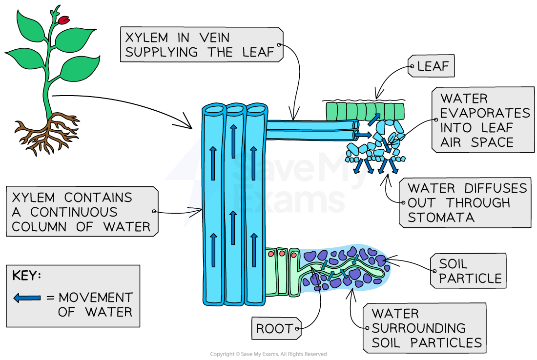 <p>1. Water in soil</p><p>2. Water enters root hair cells by osmosis</p><p>3. Transported in xylem vessels</p><p>4. Evaporated through stomata</p>