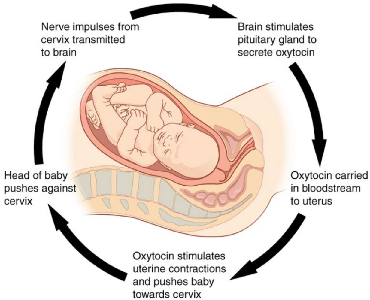 <p>regulatory mechanisms in which the results of one process intensify that same process (e.g., child birth) </p>