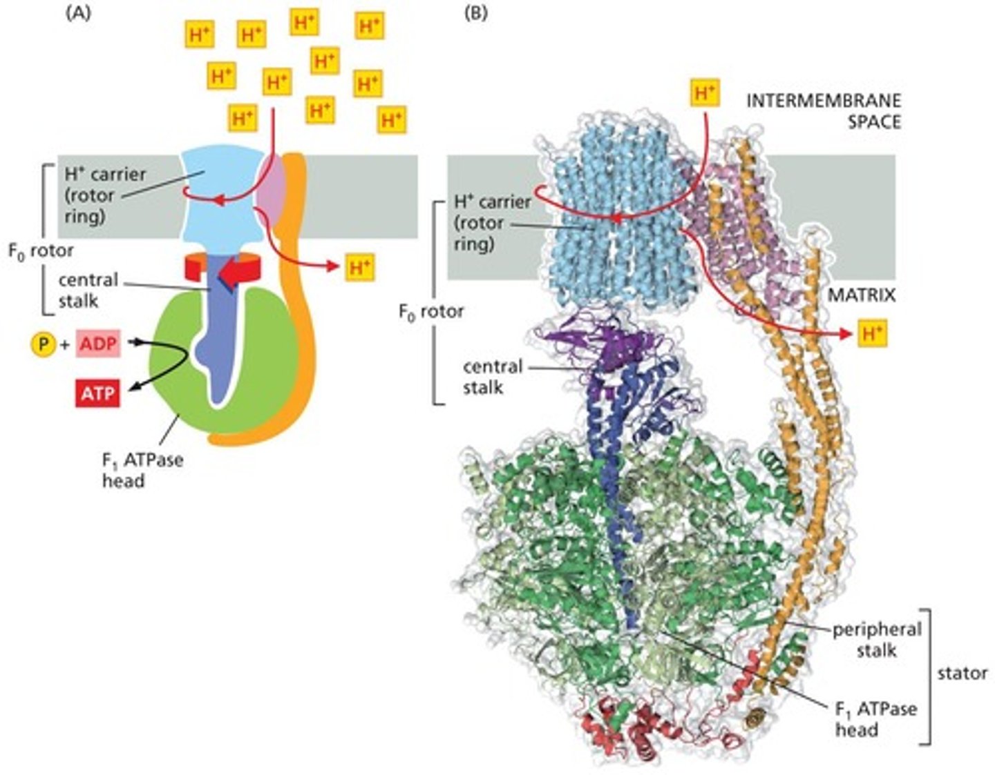 <p>Enzyme that synthesizes ATP using proton gradient energy.</p>