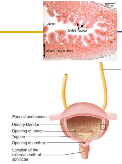 <p>- stores urine prior to micturition. Capacity (around 500mL) effected by gender, age etc.</p><p>- Detrusor muscle: muscularis externa smooth muscle</p><p>- Trigone: internal feature formed by openings of ureters and urethra</p><p></p><p>- the ureters come from behind because it means they get smaller when the bladder expands, preventing things from going up the urinary tract (UTI)</p>