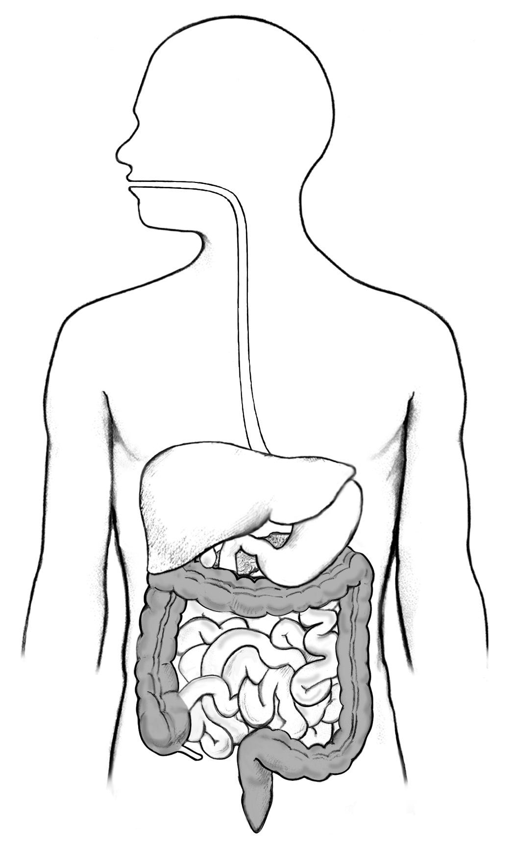 <p>The system that breaks down food and absorbs nutrients.</p>