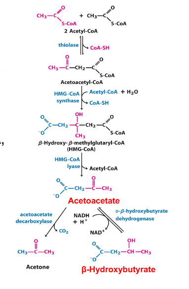 <p>- NB: ketone bodies are acidic</p><p>- ketone bodies can be converted back into Acetyl CoA, yields 2 per ketone body</p><p>- Acetone = metabolic dead-end product, gives fruity breath</p><p>- ketone bodies is a bad name</p><p>.</p><p>- ketone bodies are produced from 2 Acetyl CoAs</p><p>- this happens in the mitochondria of the liver</p><p>- after a series of reactions, we end up with 2 acetyl groups joined together (acetoacetate) which is one of our ketone bodies</p><p>- this can be converted to beta-hydroxybutyrate, which is the other one</p><p>DONT NEED TO NOW THE REACTIONS IN DETAIL</p>