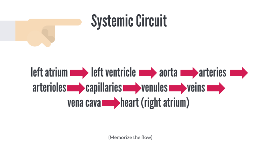 <ul><li><p>is referred to as the high-pressure circuit </p><ul><li><p>because the pressure is much greater than that seen in the lungs.</p></li></ul></li><li><p>The function of this circuit is to deliver oxygen and nutrients to body cells. </p><ul><li><p>It also picks up carbon dioxide and waste products from body cells.</p></li></ul></li><li><p>The systemic circuit can be summarized as follows: </p><ol><li><p>left atrium through the bicuspid valve </p></li><li><p>into the left ventricle </p></li><li><p>through the aortic semilunar valve </p></li><li><p>into the aorta </p></li><li><p>to the systemic arteries </p></li><li><p>to arterioles </p></li><li><p>to capillaries </p></li><li><p>to venules </p></li><li><p>to veins </p></li><li><p>to the superior and inferior venae cavae </p></li><li><p>into the right atrium of the heart.</p></li></ol></li></ul><p></p>