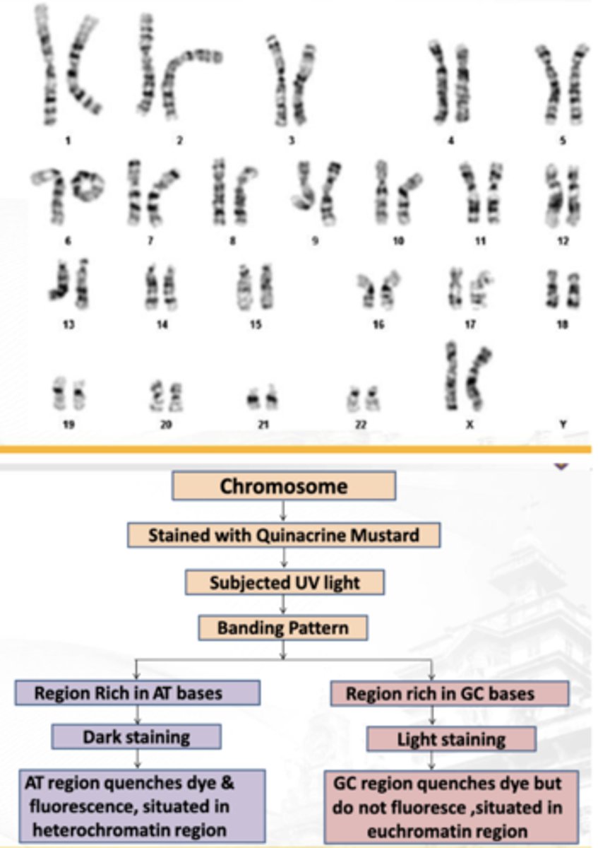 <p>Required partial denaturation process using Trypsin</p><p>Loosen the bonding between the DNA and the histone</p>