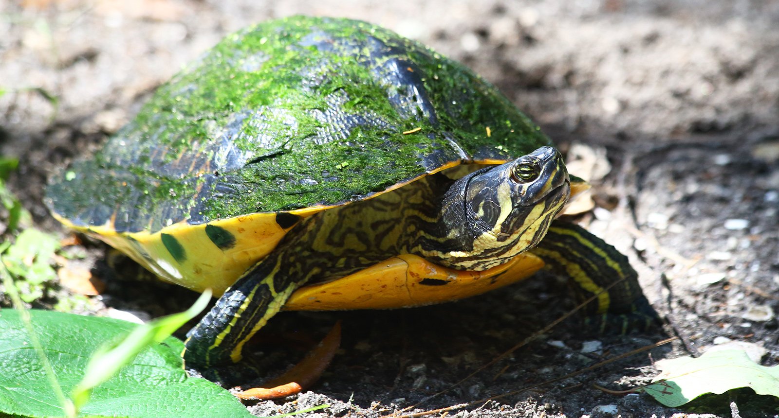 Yellowbelly slider