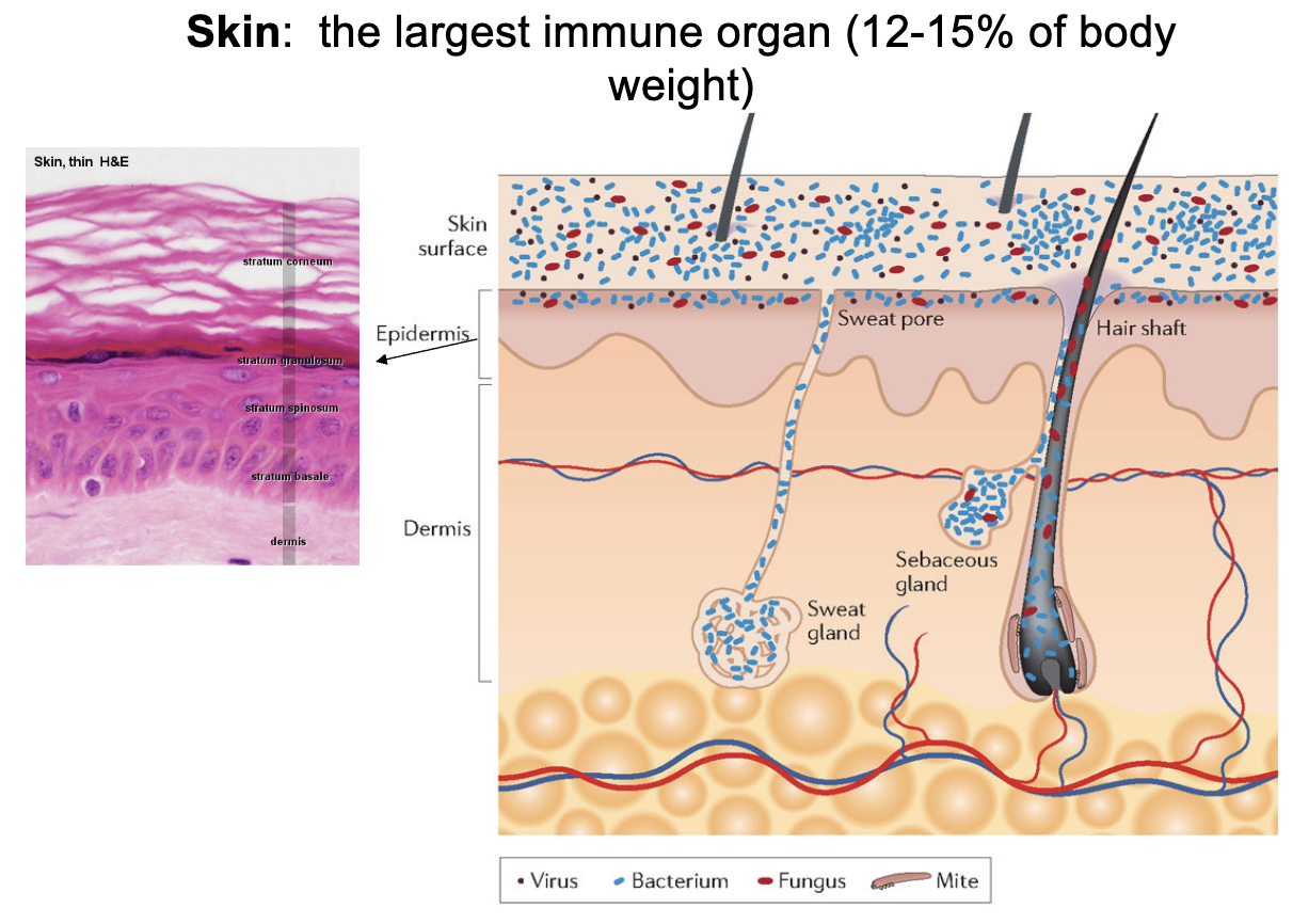 <ul><li><p>Skin is the <strong>largest immune organ</strong></p></li><li><p>Makes up <strong>12–15% of body weight</strong></p></li><li><p>3 Important Factors for Healthy Skin</p><ul><li><p>Thick cretinoid layer</p></li><li><p>Lots of microbiota at the top of skin</p></li><li><p>Thin emulsion (oil) layer</p></li></ul></li></ul><p></p>