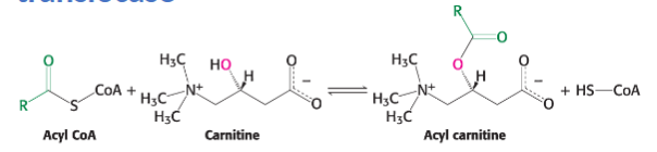 <p>Once linked to CoA, FA is then transferred to carnitine via reaction catalyzed by…</p>