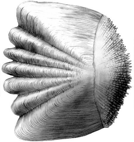 <p>Which scale is this? </p>