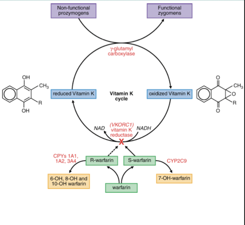 vitamin K-dependent carboxylase produces active clotting factors

vit K is a cofactor that gets oxidized in this reaction and must be reduced in order to be used again

step performed by vitamin K reductase, which is blocked by warfarin