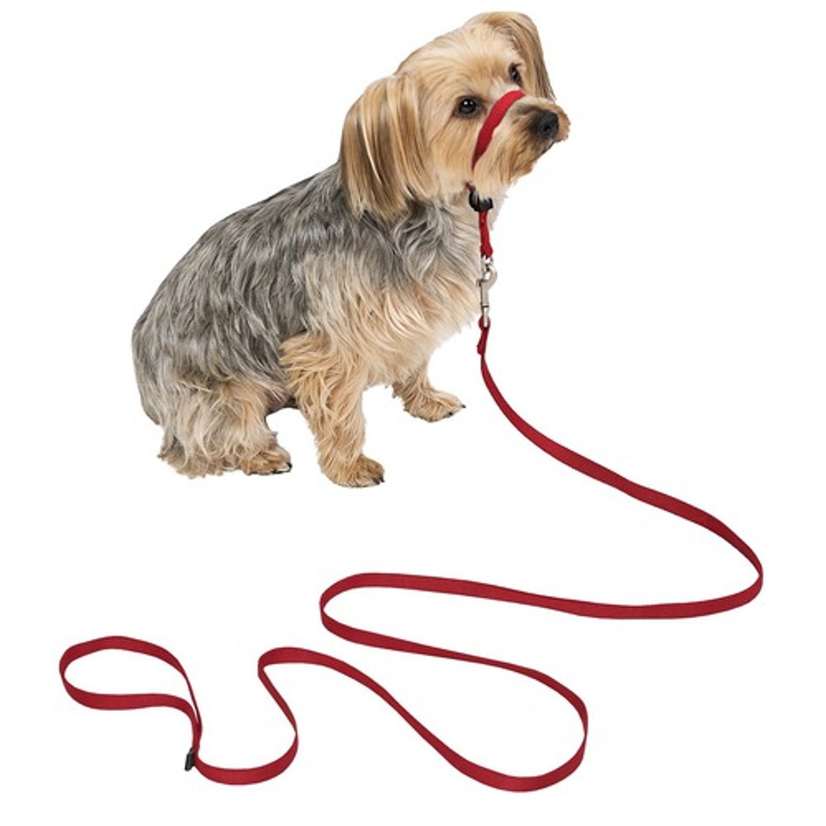 <p>Спустить свою собаку с поводка</p>