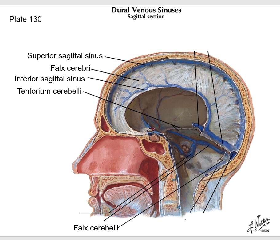 <p>Dural sinuses are formed by layers of dura mater and drain into the ___ </p>