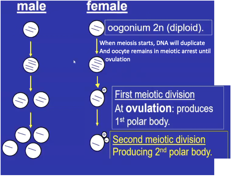 <p>The oocyte + cumulus complex is released; meiosis continues to produce a <span><strong><span>haploid oocyte and a polar body.</span></strong></span></p><p>The remaining follicle forms the corpus luteum which secretes hormones (prog) to support pregnancy</p>