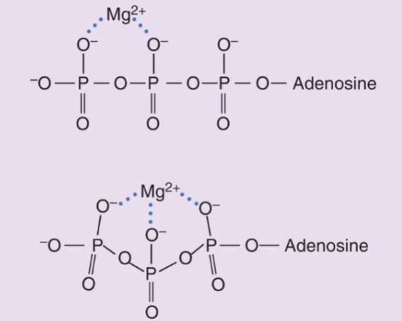 <ul><li><p><span style="color: rgb(0, 0, 0);">I. Metal ion catalysis (1/3 of all enzymes utilize this mechanism)</span></p><ul><li><p><span style="color: rgb(0, 0, 0);">A. <strong>Metalloenzymes </strong>(possess tightly-bound transition metal ions to enzyme)</span></p></li><li><p><span style="color: rgb(0, 0, 0);">B. <strong>Metal-activated enzymes</strong> (possess loosely-bound alkali (group1) &amp; alkali earth metal ions (group 2)</span></p></li><li><p><span style="color: rgb(0, 0, 0);">C. Metal ion catalytic mechanisms:</span></p><ul><li><p><span style="color: rgb(0, 0, 0);">1. Help properly orient substrates</span></p></li><li><p><span style="color: rgb(0, 0, 0);">2. Involved in redox reactions</span></p></li></ul></li><li><p><span style="color: rgb(0, 0, 0);">3. Provide electrostatic stabilization &amp; shielding of negative charges (ex., ATP &amp; Mg2+)</span><br></p></li></ul></li></ul><p>(ATP only usable when Mg Present)</p>