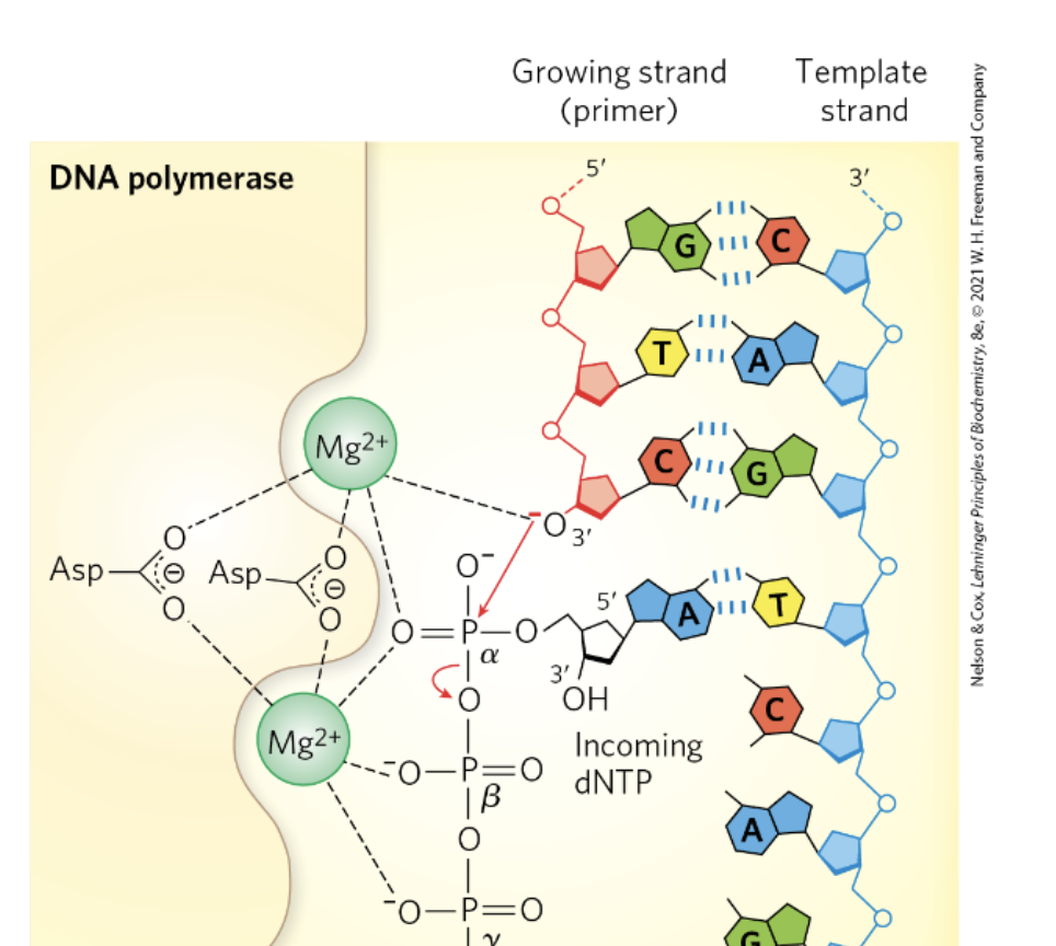 <ul><li><p>adds RNA primer that DNA polymerase can use as a substrate</p></li><li><p>short DNA sequence (RNA polymerase-like rxn is mechanistically similar)</p><ul><li><p>1st nucleotide (has 5’ phosphate) added just by making W-C interactions</p></li></ul></li><li><p>RNA primer can’t be added by DNA polymerase; required RNA polymer-like enzyme (in E.coli, added by pol-⍺)</p></li></ul><p></p>