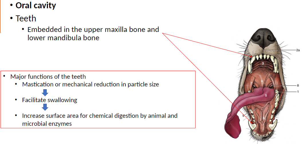 <p><strong>Teeth</strong>: Embedded in the upper maxilla bone and lower mandibula bone</p><p><strong>Major Functions of the Teeth</strong>: Mastication or mechanical reduction in particle size<br> Facilitate swallowing<br> Increase surface area for chemical digestion by animal and microbial enzymes</p>