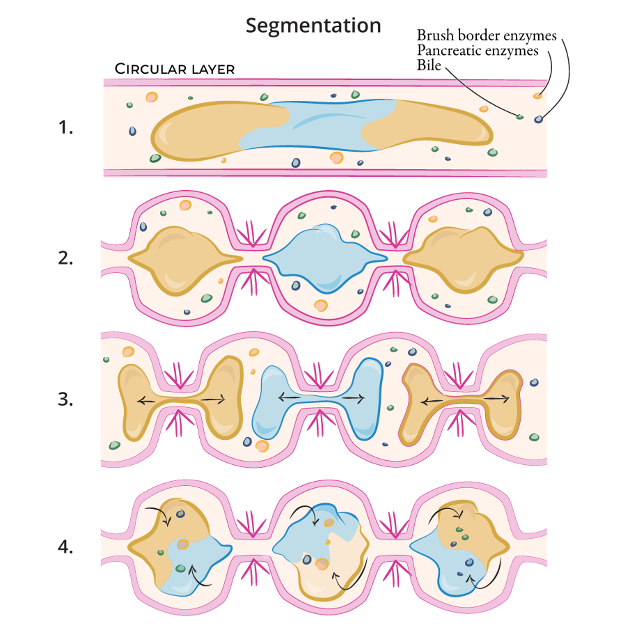 <p><span>•Mechanical digestion</span></p><p><span>•Contractions of the circular muscles narrow the intestine which helps to break up the bolus and mix it with the intestinal and pancreatic juices, and the bile.</span></p><p><span>•This also aids the process of absorption.</span></p>
