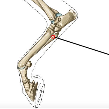 <p>Lateral metatarsal; supports digit 4.</p>