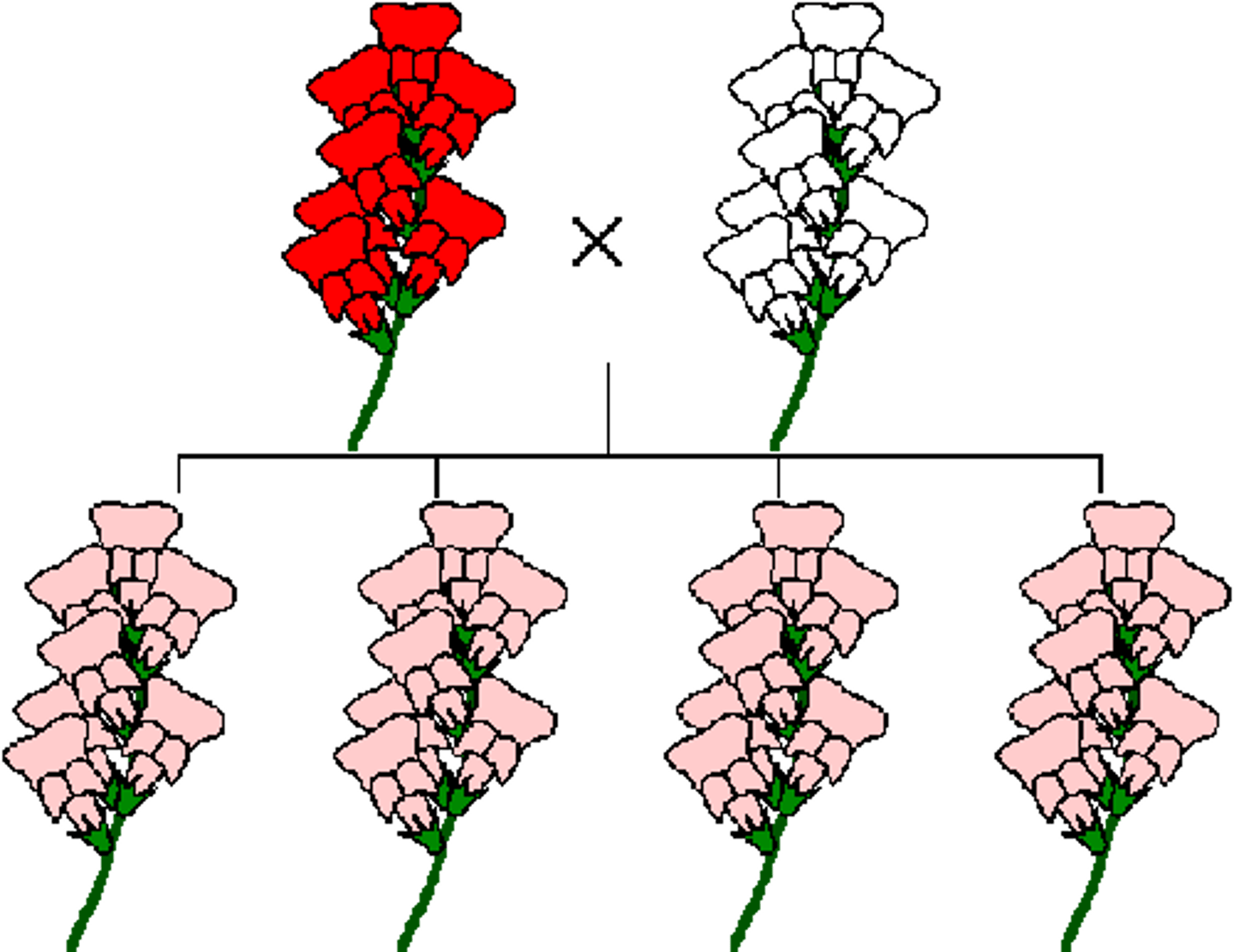 <p>A characteristic in which an allele that expresses its phenotype even in the presence of a recessive allele</p>