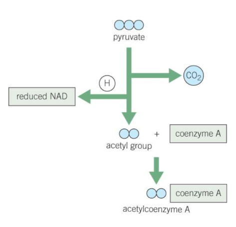 <p>Pyruvate is <strong>actively transported </strong>from the cytoplasm across the double membrane of the mitochondria<strong> into the matrix</strong></p><ul><li><p><strong>Pyruvate</strong> (3C) is <strong>decarboxylated </strong>by losing a carbon dioxide molecule, and <strong>oxidised</strong> by losing a hydrogen, which<strong> reduces NAD into NADH</strong></p></li><li><p>This produces an <strong>acetyl group </strong>(2C), which binds with <strong>coenzyme A</strong> to form<strong> acetylcoenzyme A </strong>(acetyl coA)</p></li></ul><p></p>