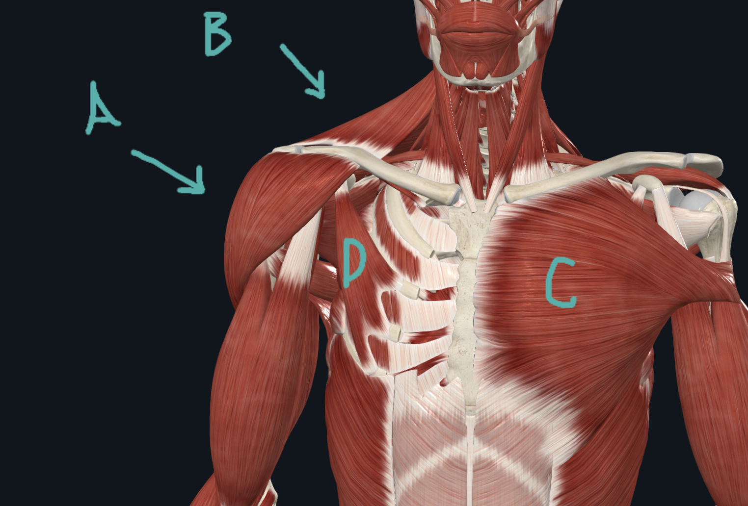 <table style="min-width: 75px;"><colgroup><col style="min-width: 25px;"><col style="min-width: 25px;"><col style="min-width: 25px;"></colgroup><tbody><tr><td colspan="1" rowspan="1" style="width: 120.15pt; border: 1pt solid windowtext; padding: 0in 5.4pt; height: 28.3pt;"><p class="MsoNormal" style="text-align: center;">O: Anterior-clavicle, middle-acromion process</p><p class="MsoNormal" style="text-align: center;">Posterior-inferior edge of scapular spine</p></td><td colspan="1" rowspan="1" style="width: 120.15pt; border-width: 1pt 1pt 1pt medium; border-style: solid solid solid none; border-color: windowtext windowtext windowtext currentcolor; border-image: none; padding: 0in 5.4pt; height: 28.3pt;"><p class="MsoNormal" style="text-align: center;">I: Deltoid tuberosity of humerus</p></td><td colspan="1" rowspan="1" style="width: 120.15pt; border-width: 1pt 1pt 1pt medium; border-style: solid solid solid none; border-color: windowtext windowtext windowtext currentcolor; border-image: none; padding: 0in 5.4pt; height: 28.3pt;"><p class="MsoNormal" style="text-align: center;">A: Entire deltoid- abduction</p></td></tr></tbody></table><p>A</p>
