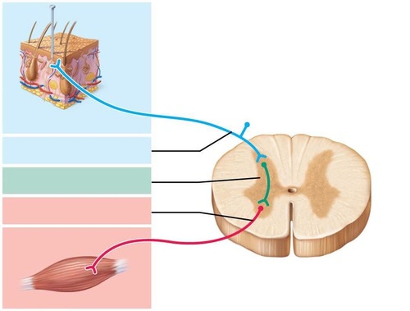 <p>Mediated by neural paths (connections of neurons) to yield rapid involuntary muscle response to stimuli.</p>